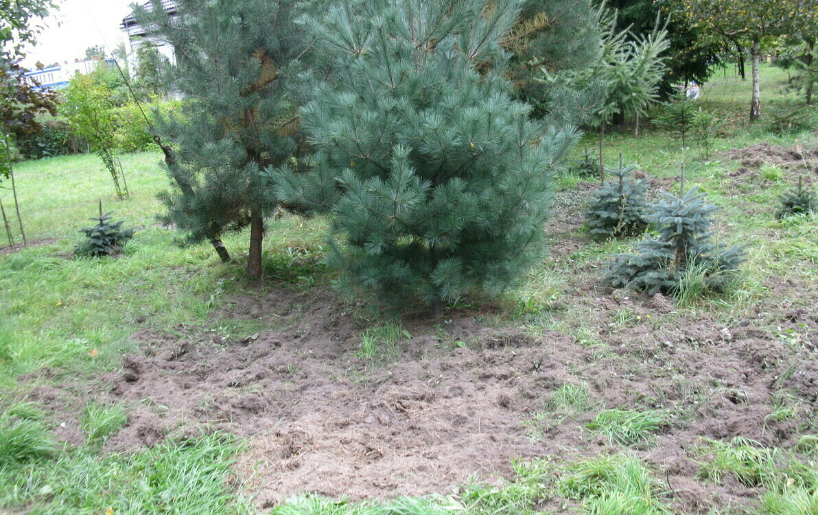 Zdjęcie do Nieproszeni goście - dziki na sochaczewskich posesjach