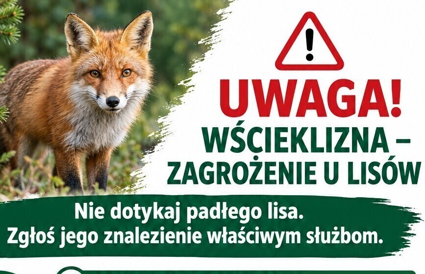 Zdjęcie do Padły lis? Jak najszybciej zawiadom służby
