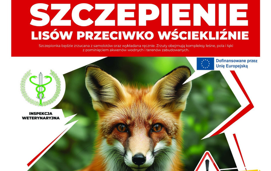 Zdjęcie do Jesienne szczepienie lis&oacute;w na Mazowszu