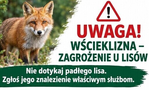 Zdjęcie do Padły lis? Jak najszybciej zawiadom służby