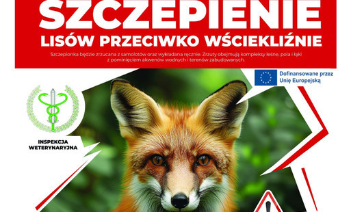 Zdjęcie do Jesienne szczepienie lis&oacute;w na Mazowszu