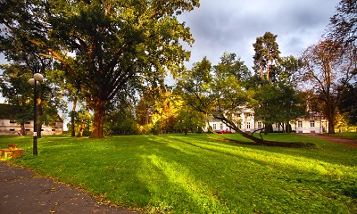 Pomnikowy dąb i leżąca akacja w parku Garbolewskiego w Sochaczewie